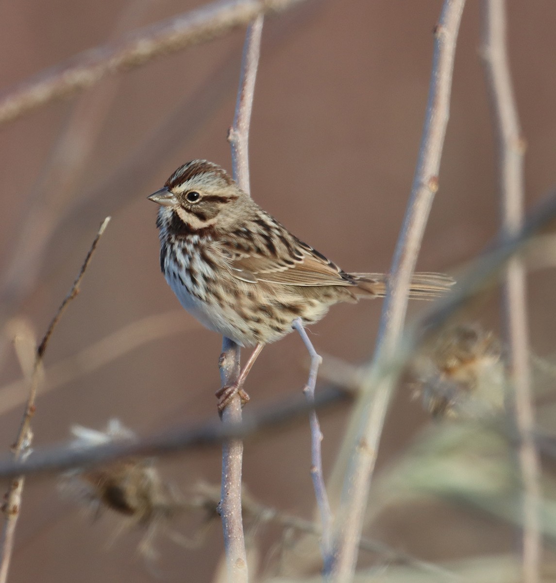 Song Sparrow - ML645367651