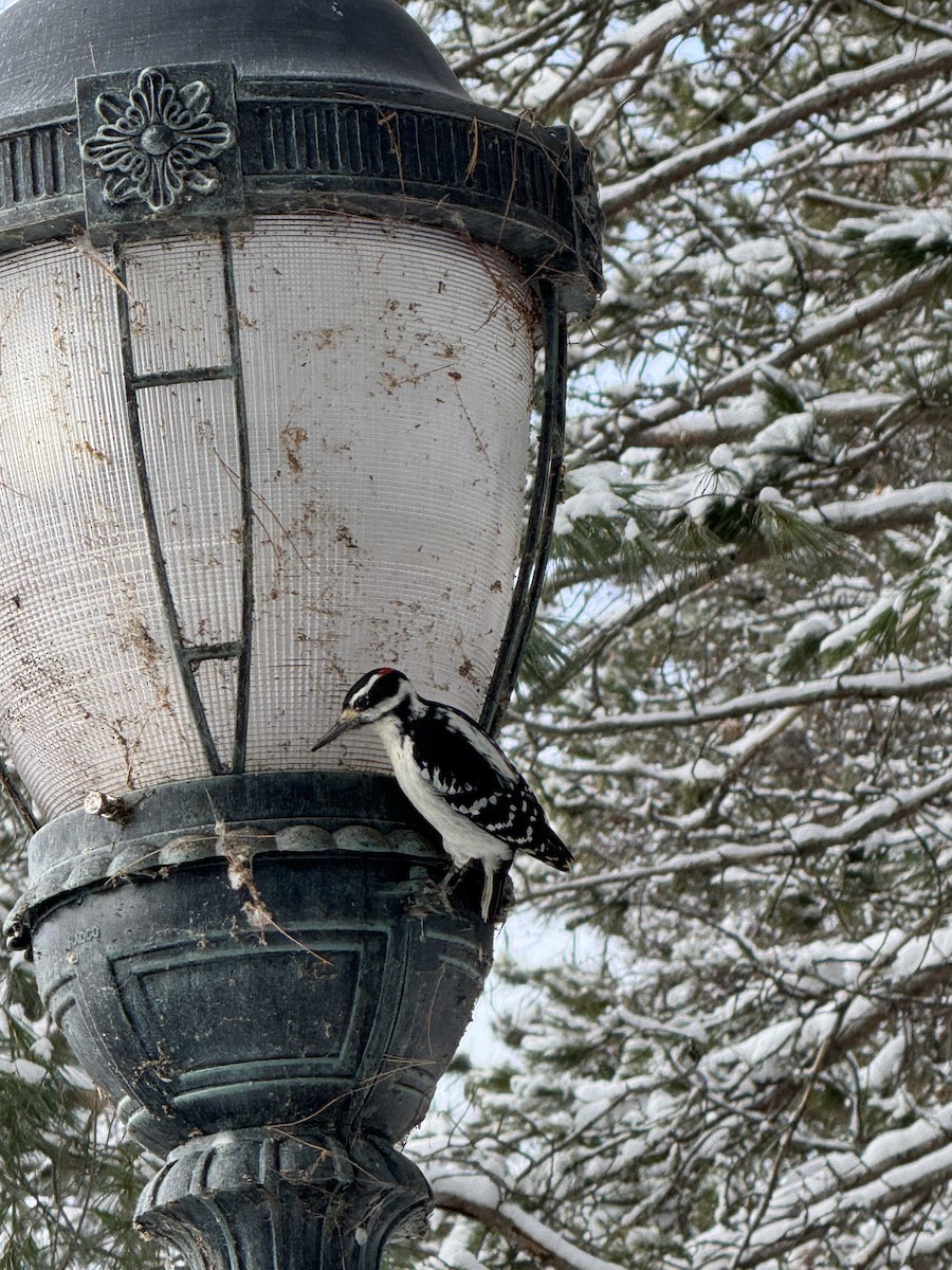 Hairy Woodpecker - ML645367659