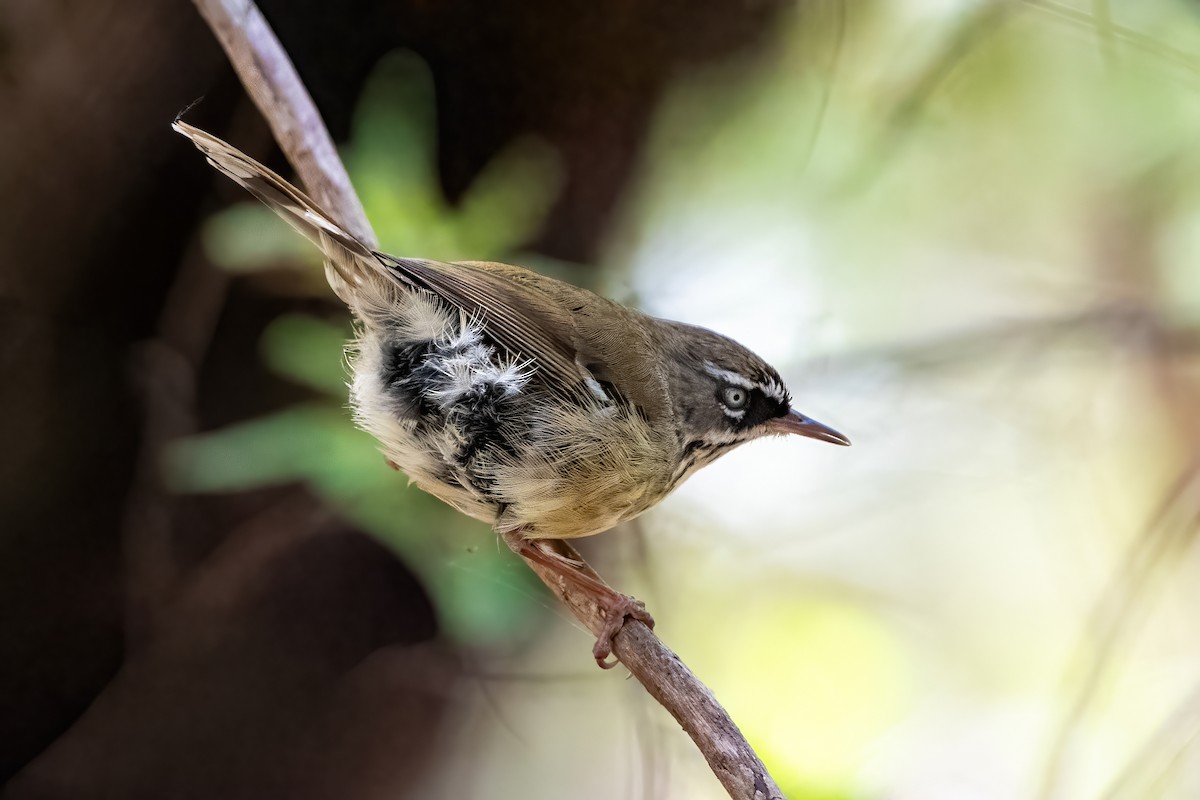 Spotted Scrubwren - ML645367662