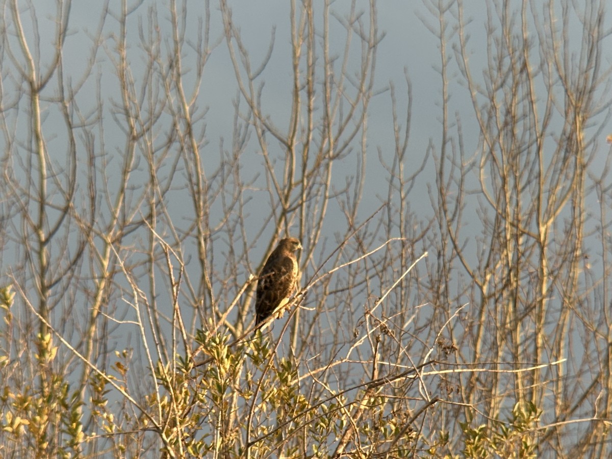 Red-tailed Hawk - ML645367682