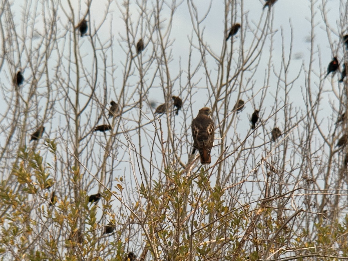 Red-tailed Hawk - ML645367683