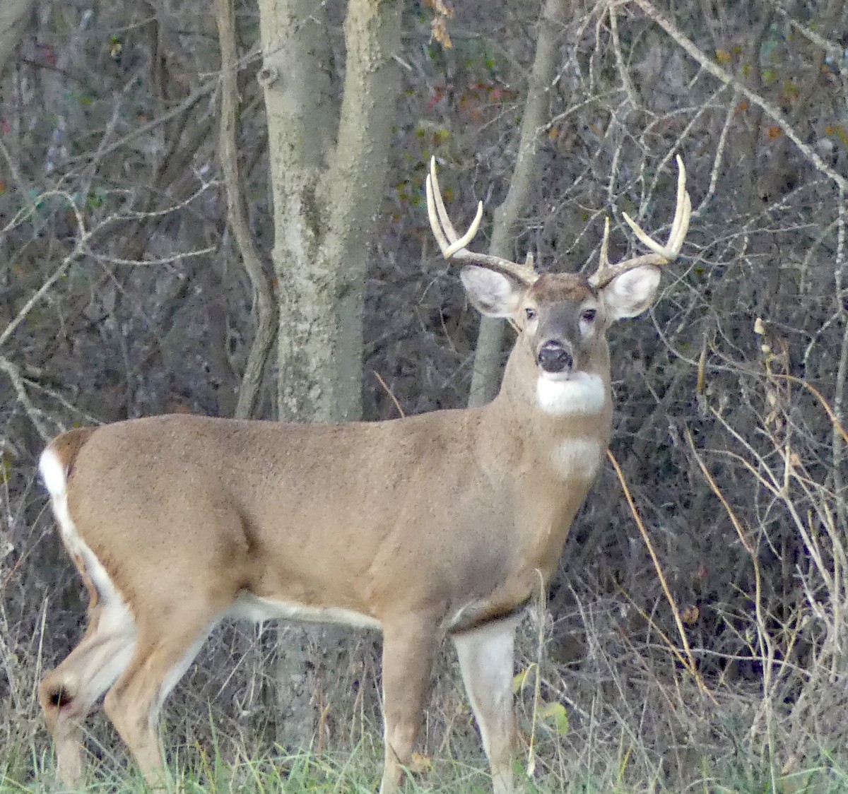 Animals - ML645367685