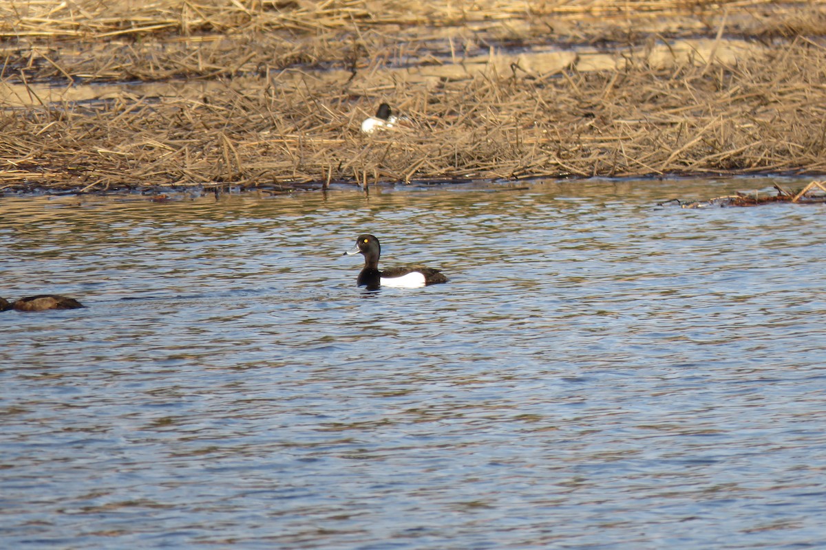 Tepeli Patka - ML645367686