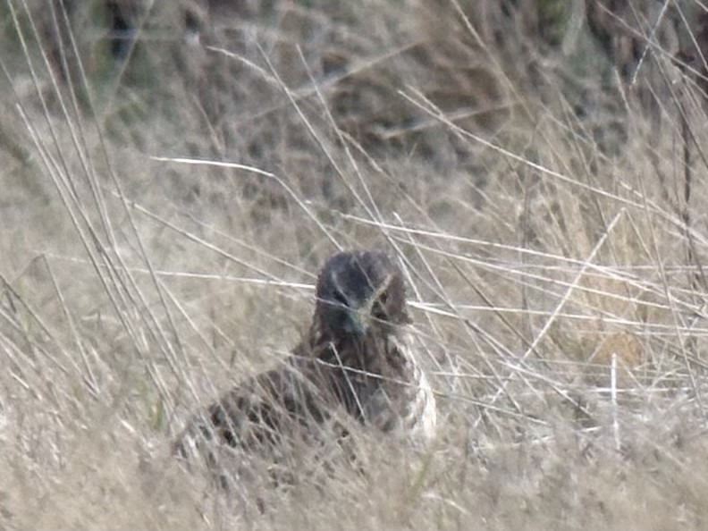 Northern Harrier - ML645367691