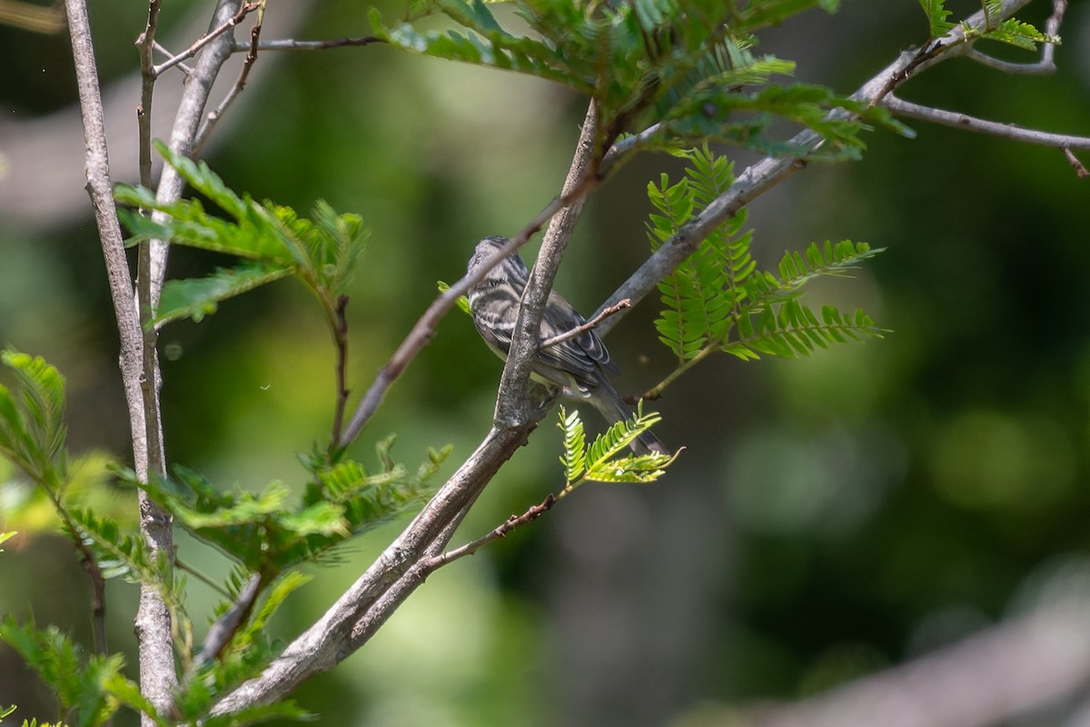 Plain Tyrannulet - ML645367695