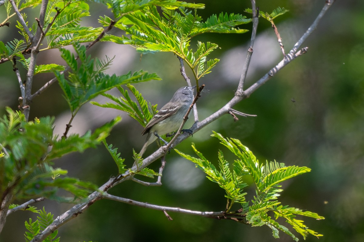 Plain Tyrannulet - ML645367696