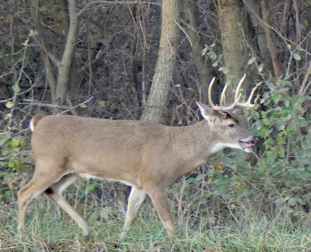 Animals - ML645367700