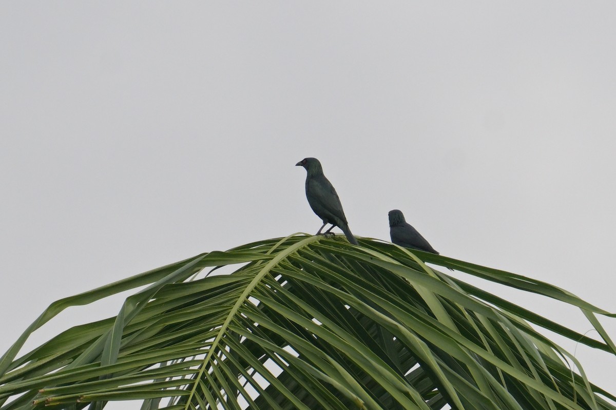 špaček rudooký - ML645367706