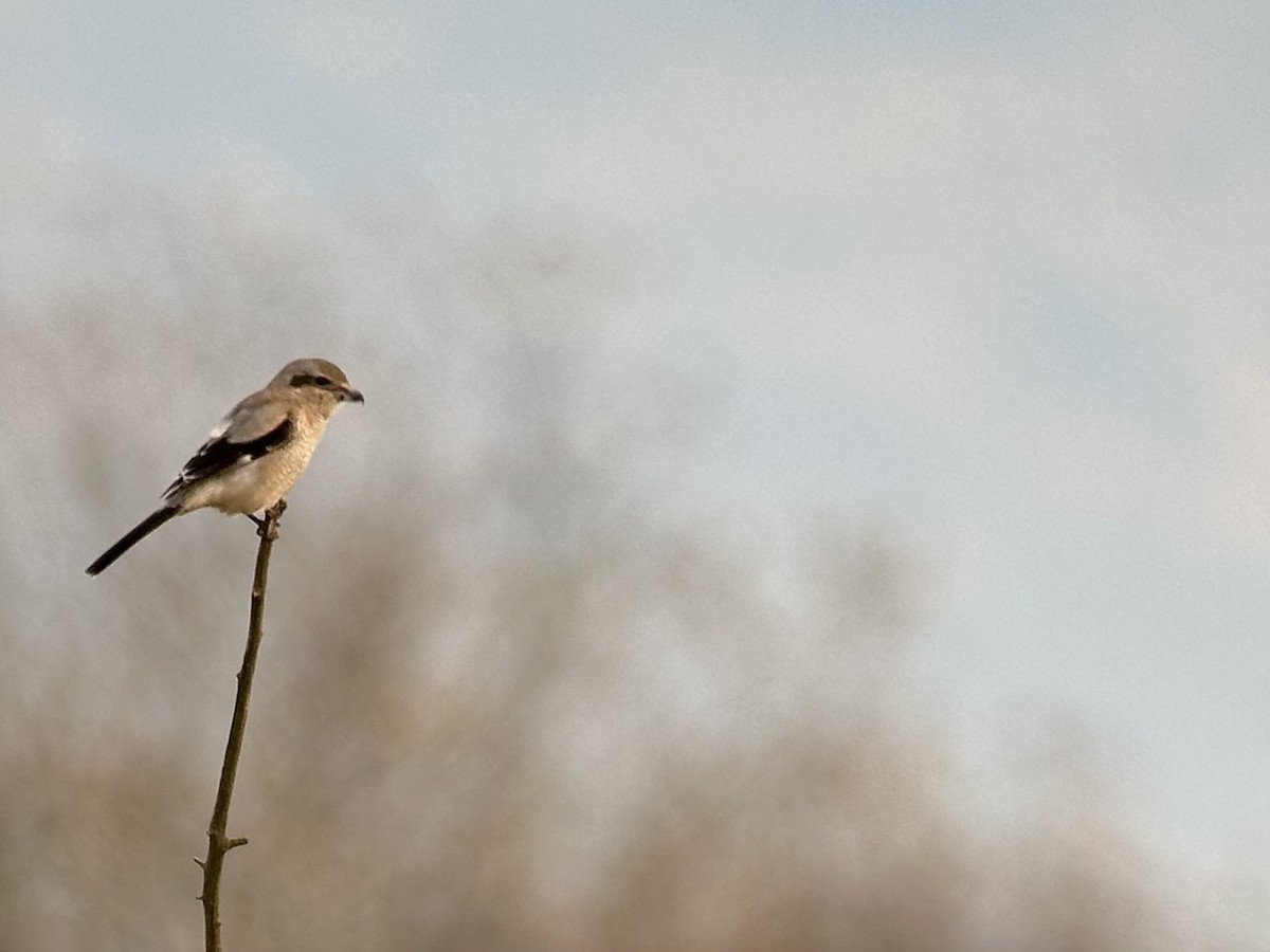 Northern Shrike - ML645367708