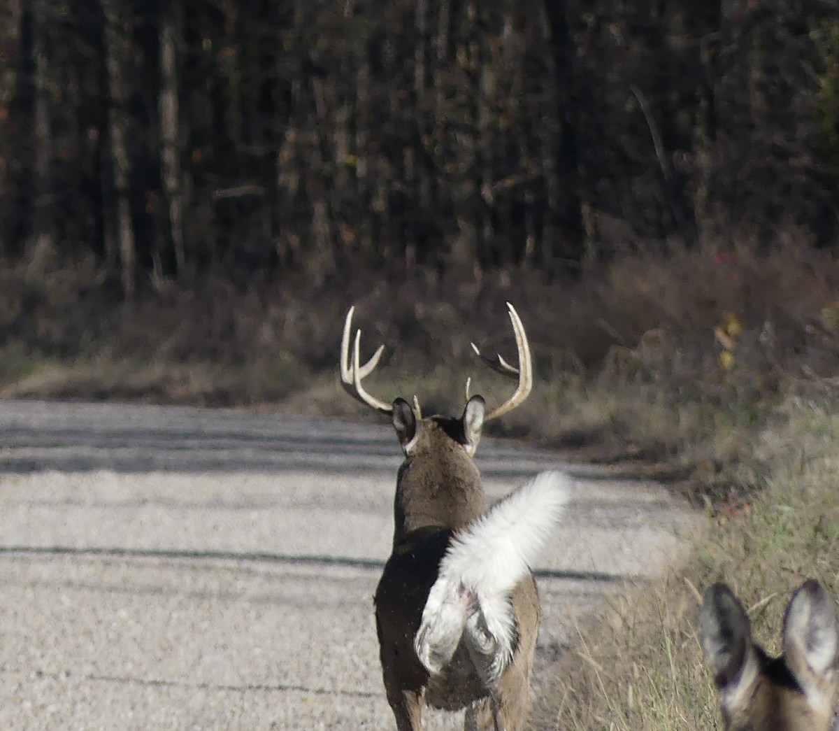 Animals - ML645367716