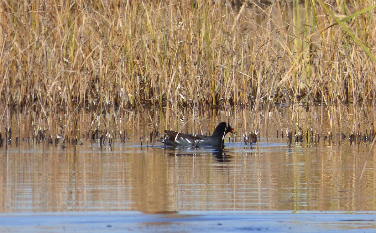 slípka americká - ML645367724