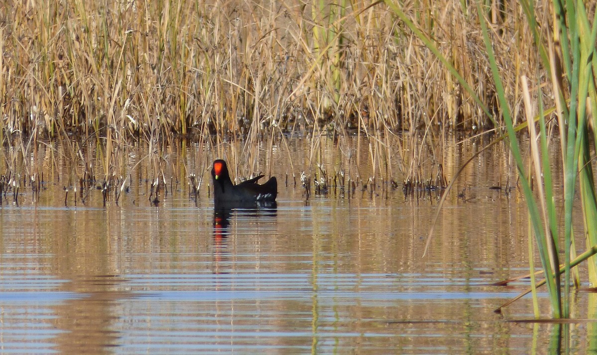 slípka americká - ML645367734