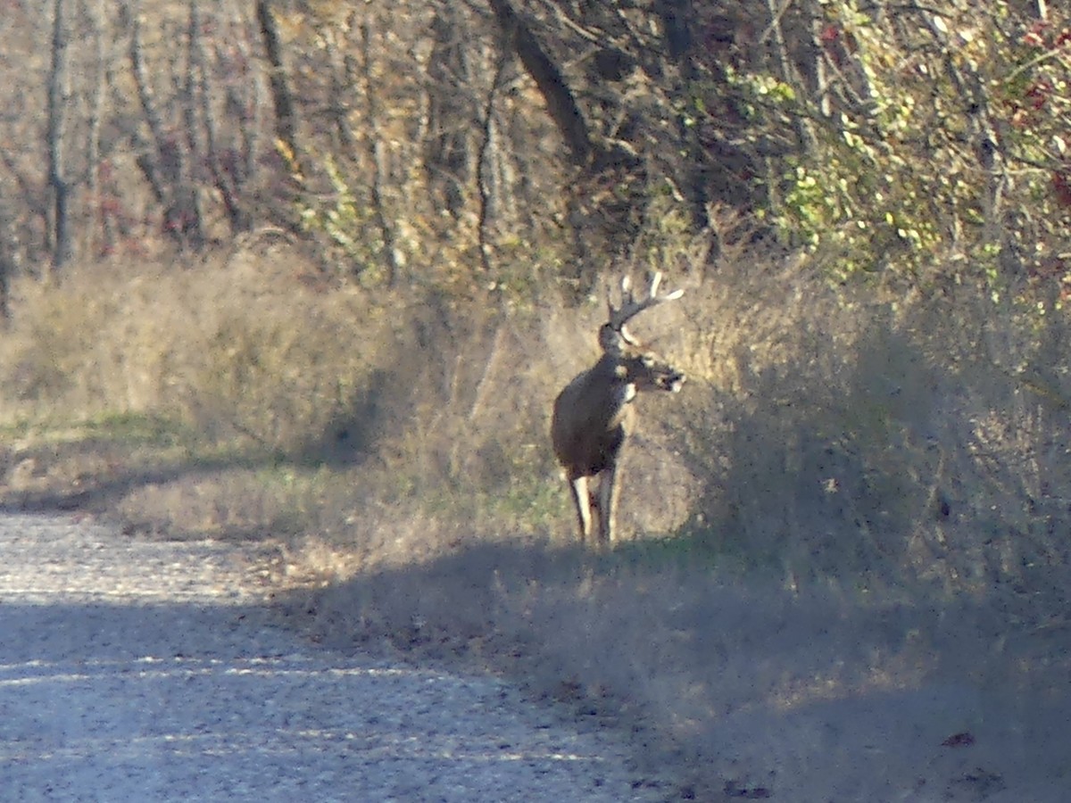 Animals - ML645367736