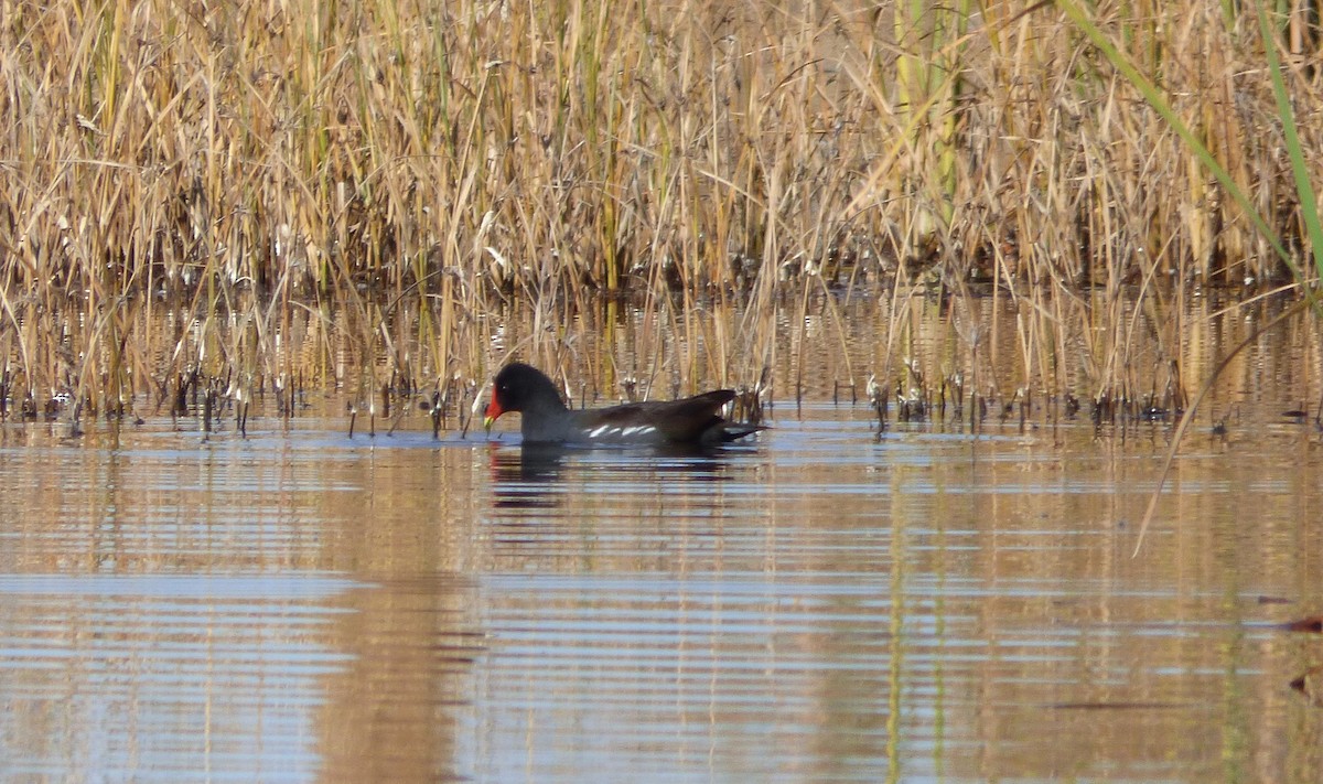 slípka americká - ML645367745