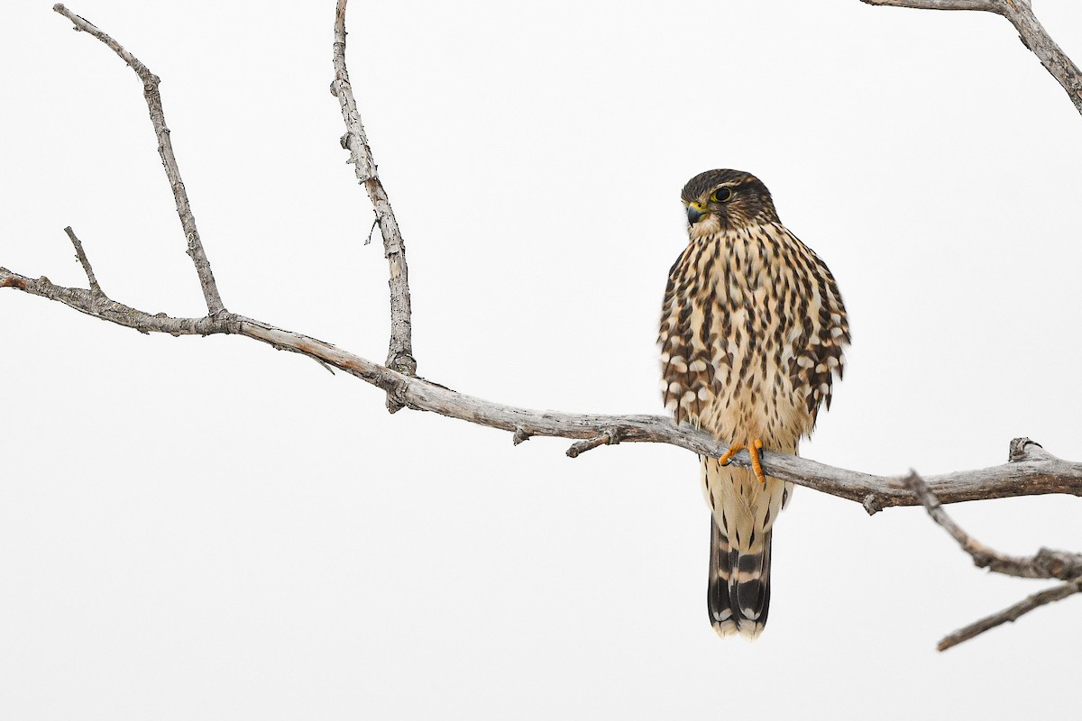 Merlin - ML645367756