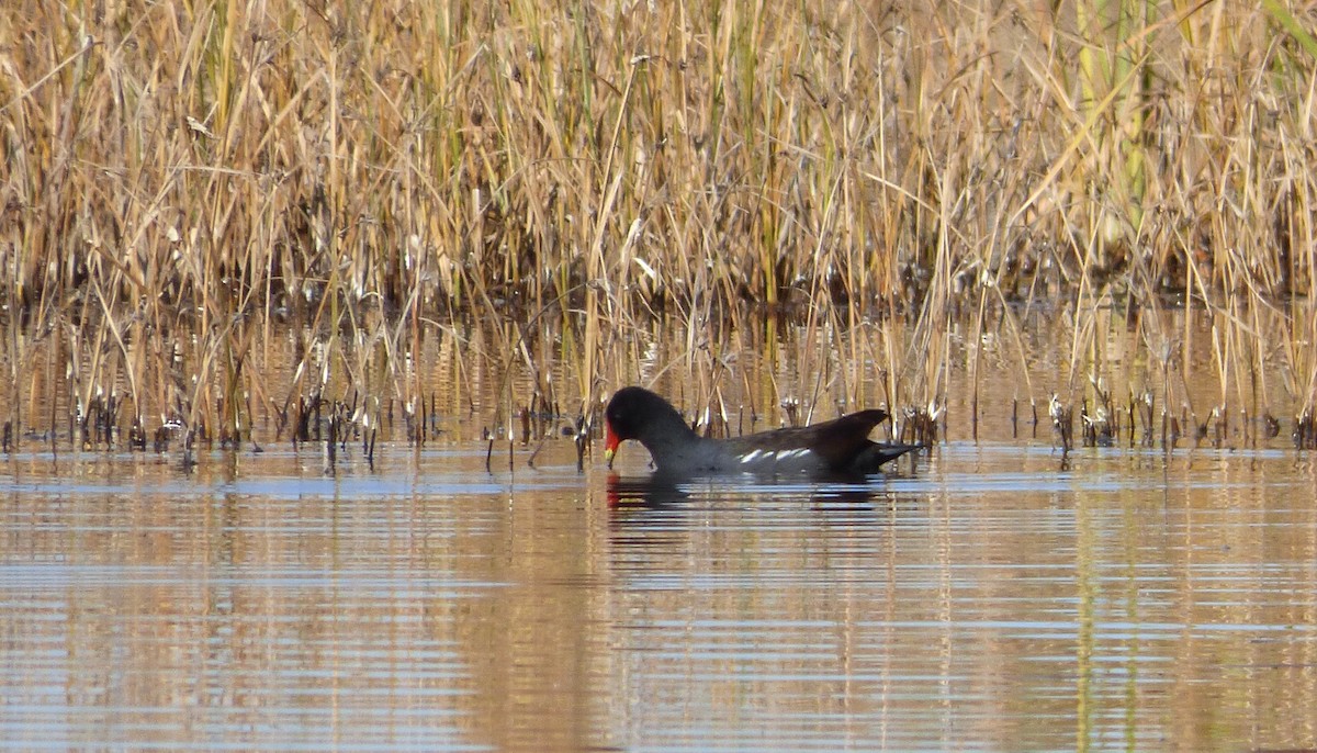 slípka americká - ML645367758