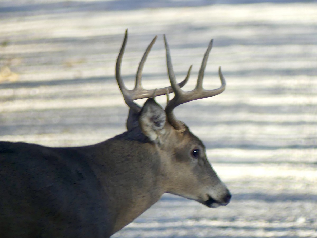 Animals - ML645367760