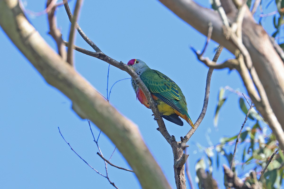 Rose-crowned Fruit-Dove - ML645367761