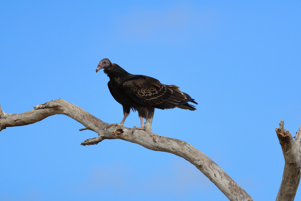 Urubu à tête rouge - ML645367769