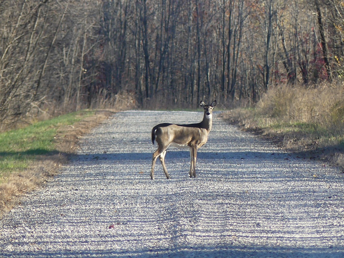 Animals - ML645367774