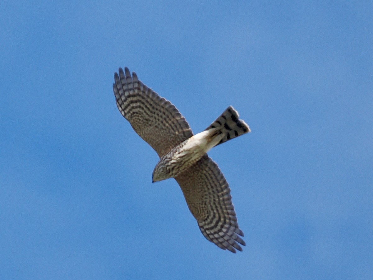 Sharp-shinned Hawk - ML645367775