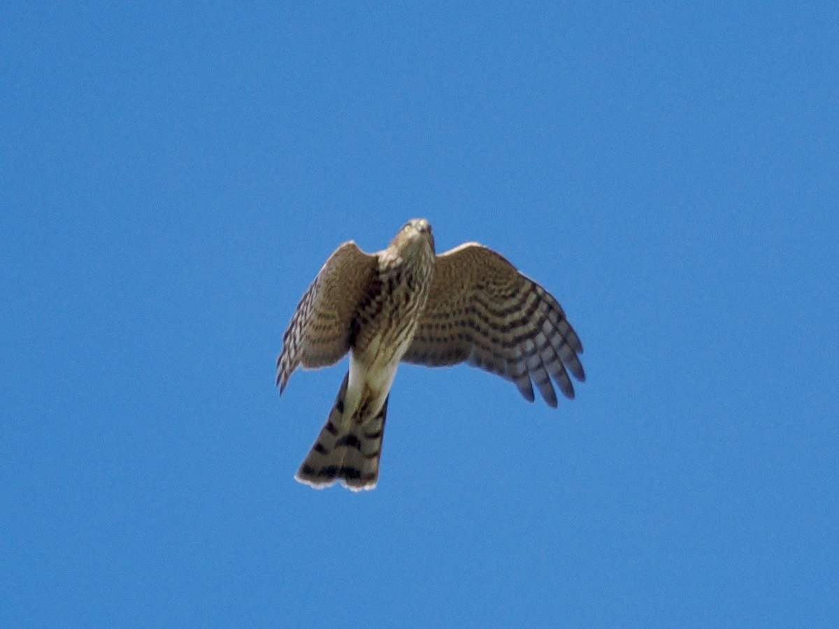 Sharp-shinned Hawk - ML645367776