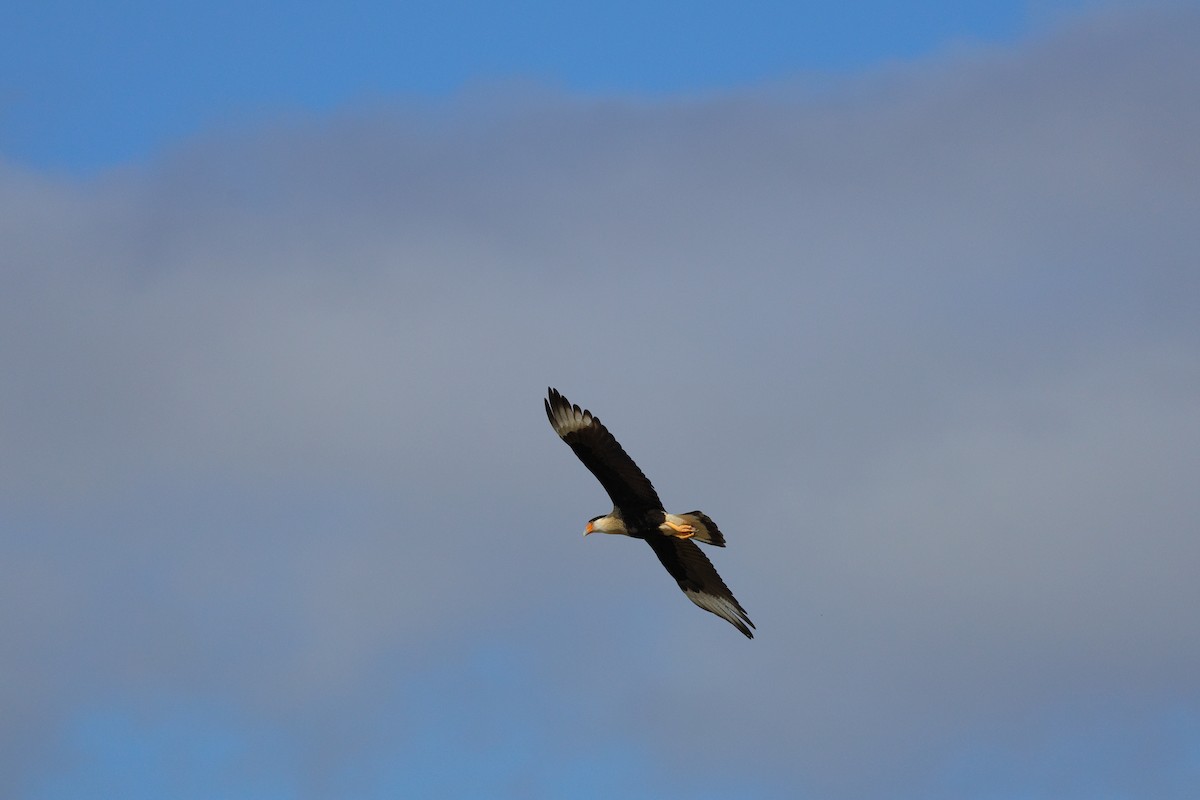 karančo jižní - ML645367780