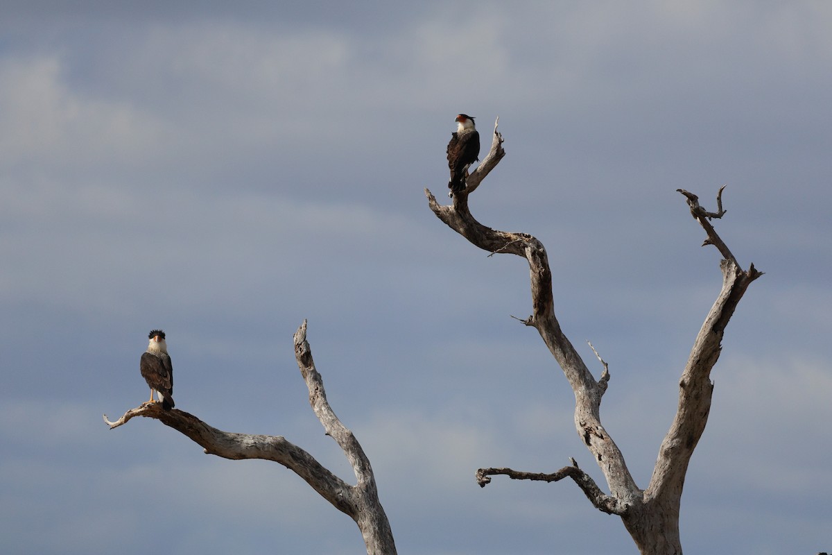 karančo jižní - ML645367781