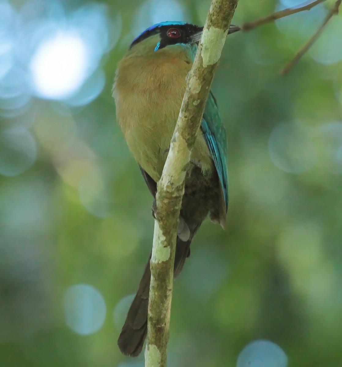 Lesson Motmotu - ML645367785