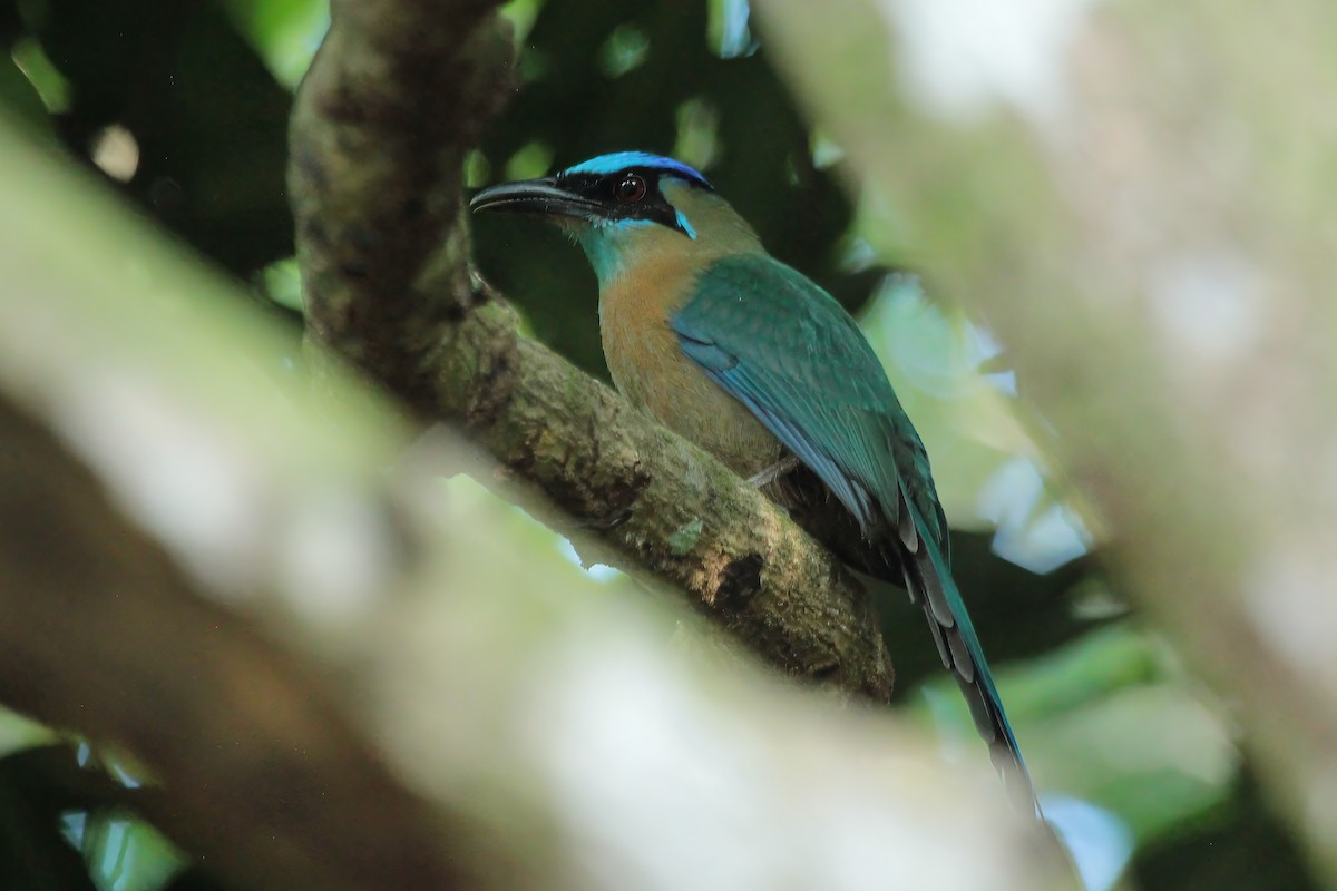 Lesson Motmotu - ML645367786