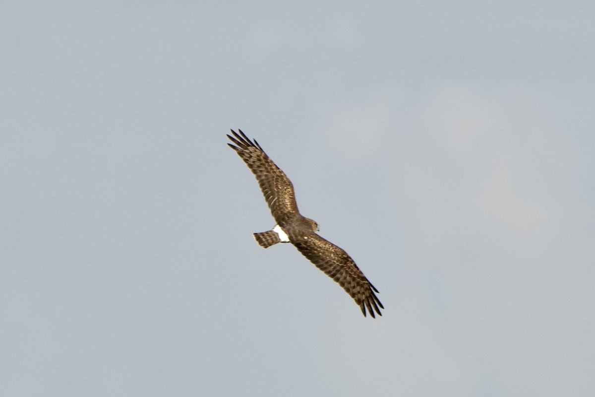 Northern Harrier - ML645367787