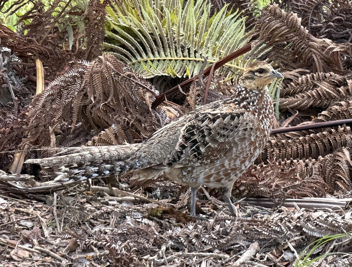 Reeves's Pheasant - ML645367788