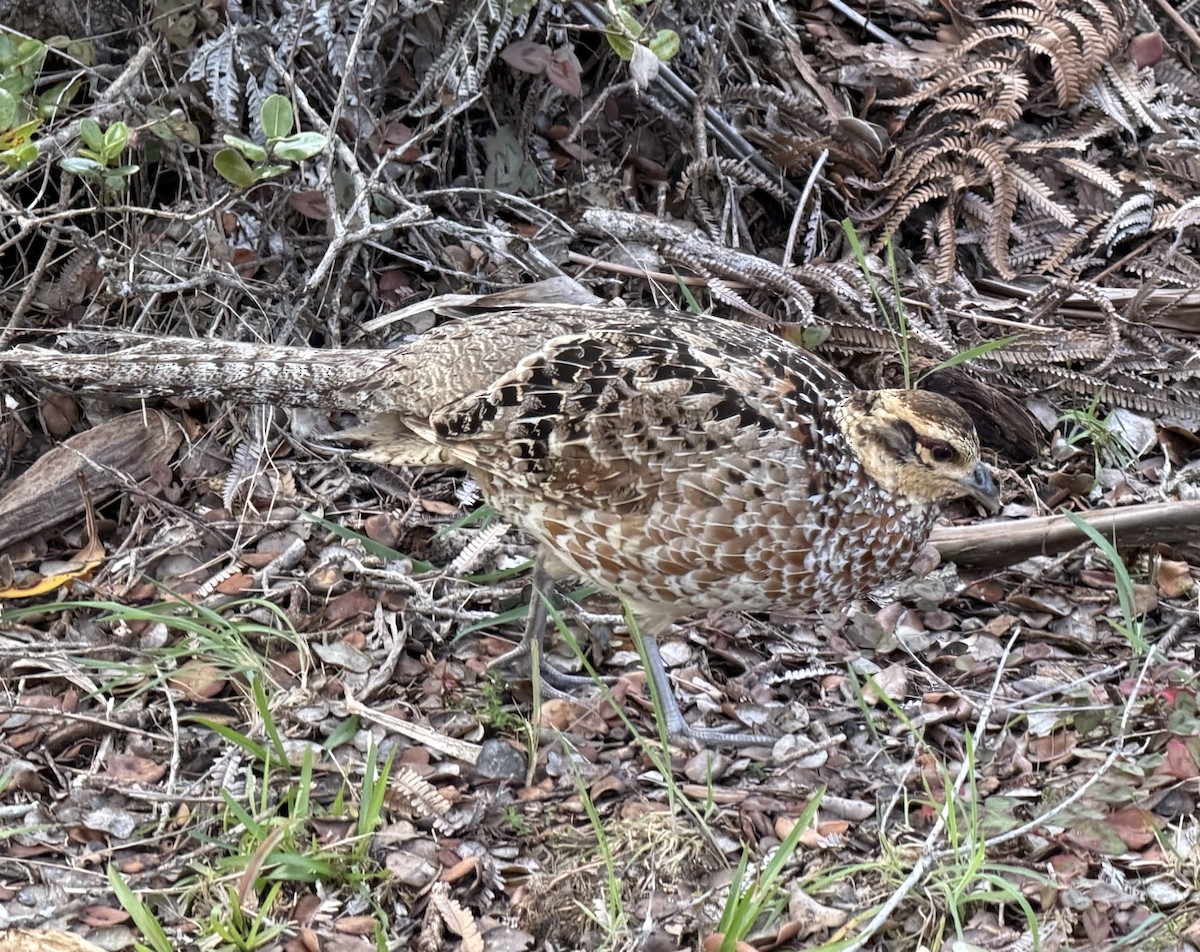 Reeves's Pheasant - ML645367789