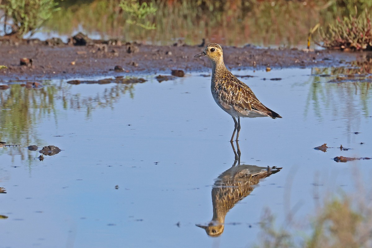 Pacific Golden-Plover - ML645367790