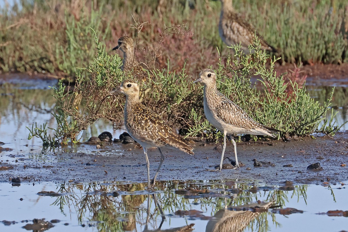 Pacific Golden-Plover - ML645367791