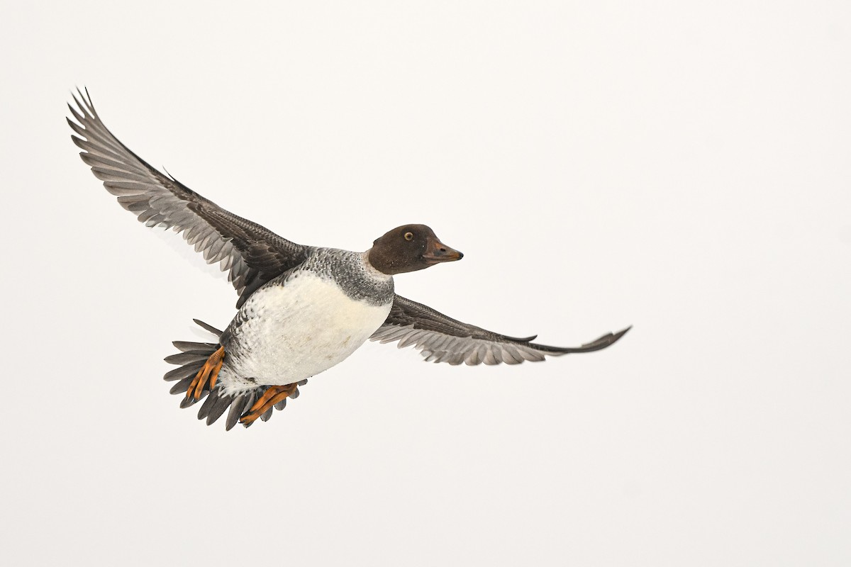 Common Goldeneye - ML645367792