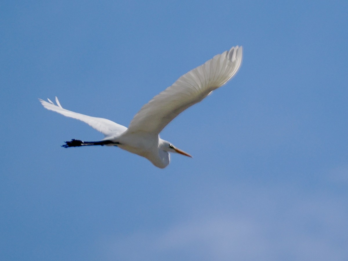 Airone bianco maggiore - ML645367795