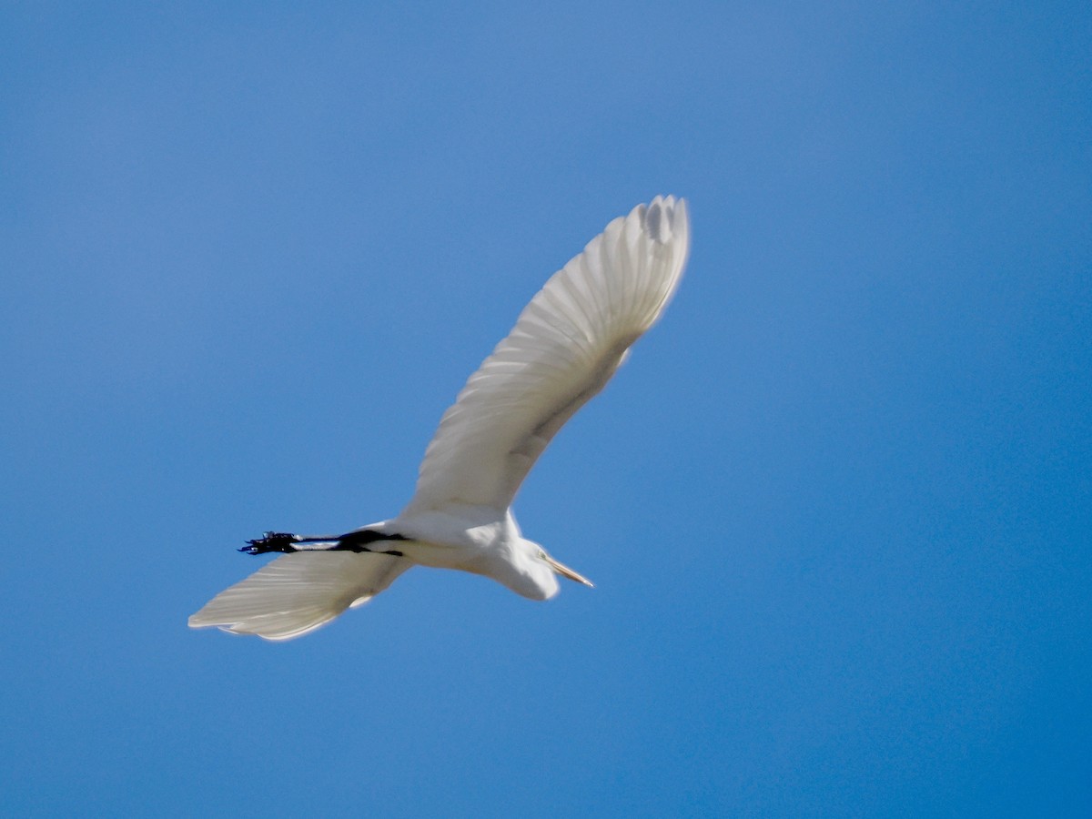 Airone bianco maggiore - ML645367796