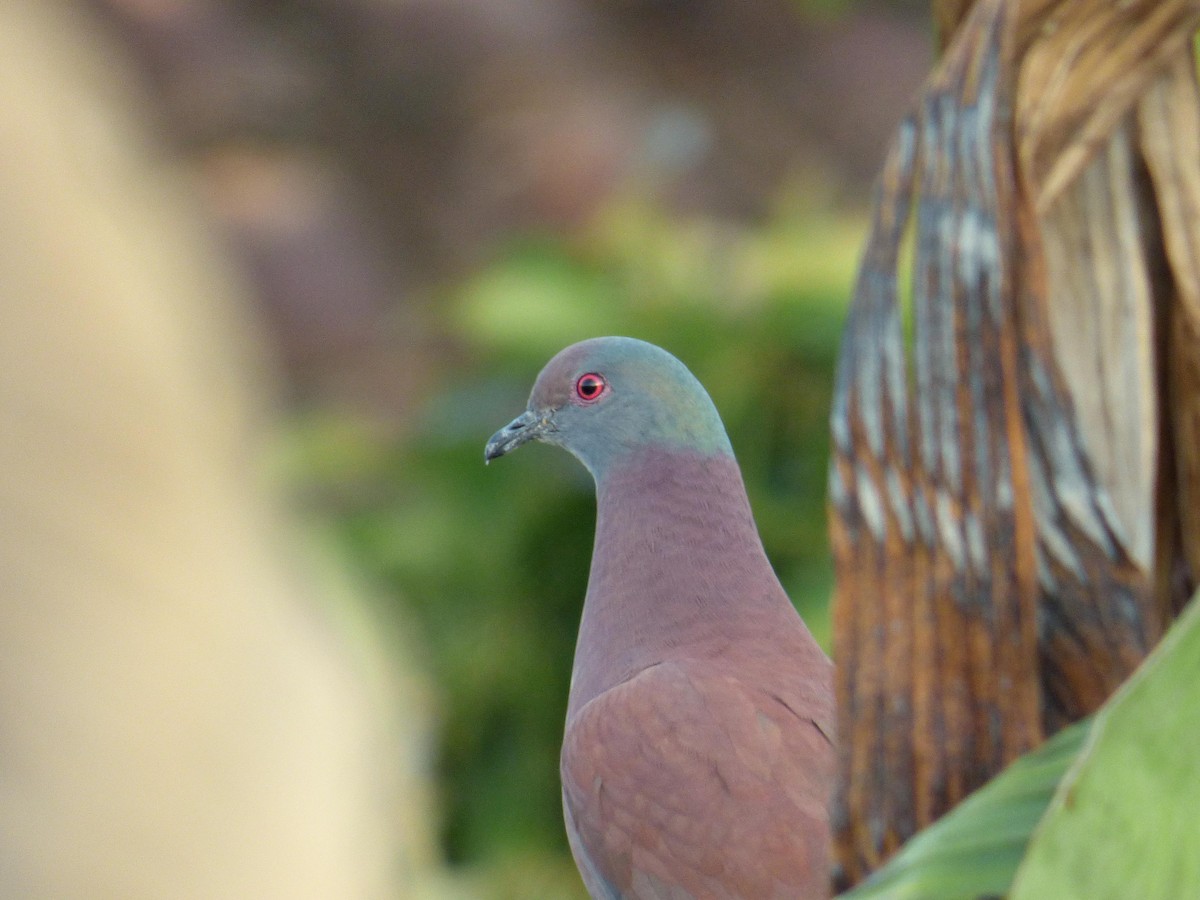 Paloma Colorada - ML645367797