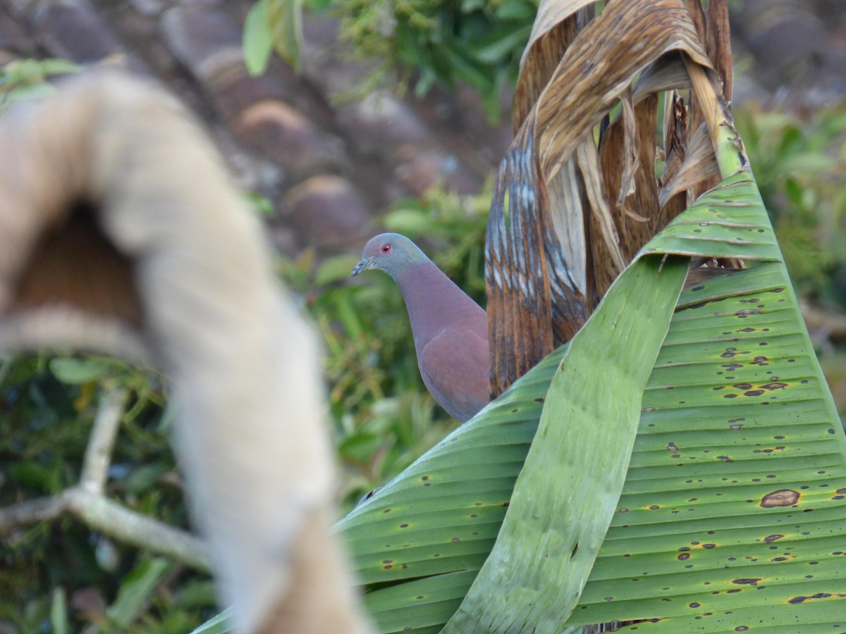 Paloma Colorada - ML645367798