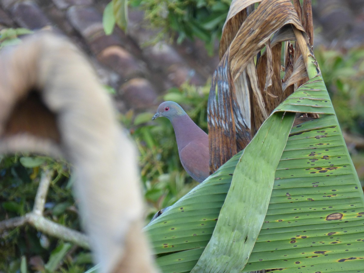 Paloma Colorada - ML645367799