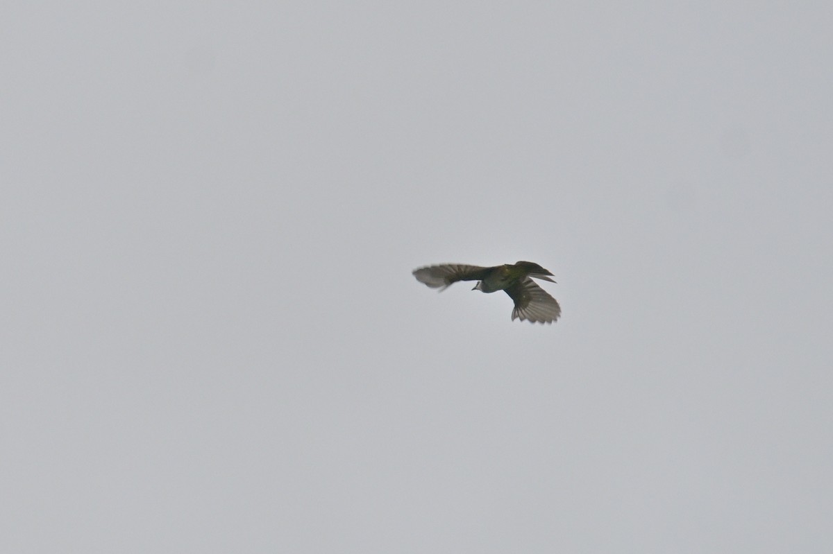 Yellow-vented Bulbul - ML645367801