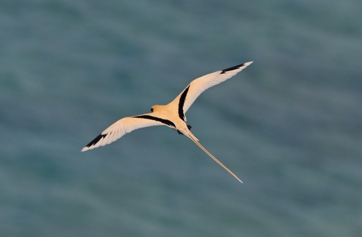 White-tailed Tropicbird (Golden) - ML645367811