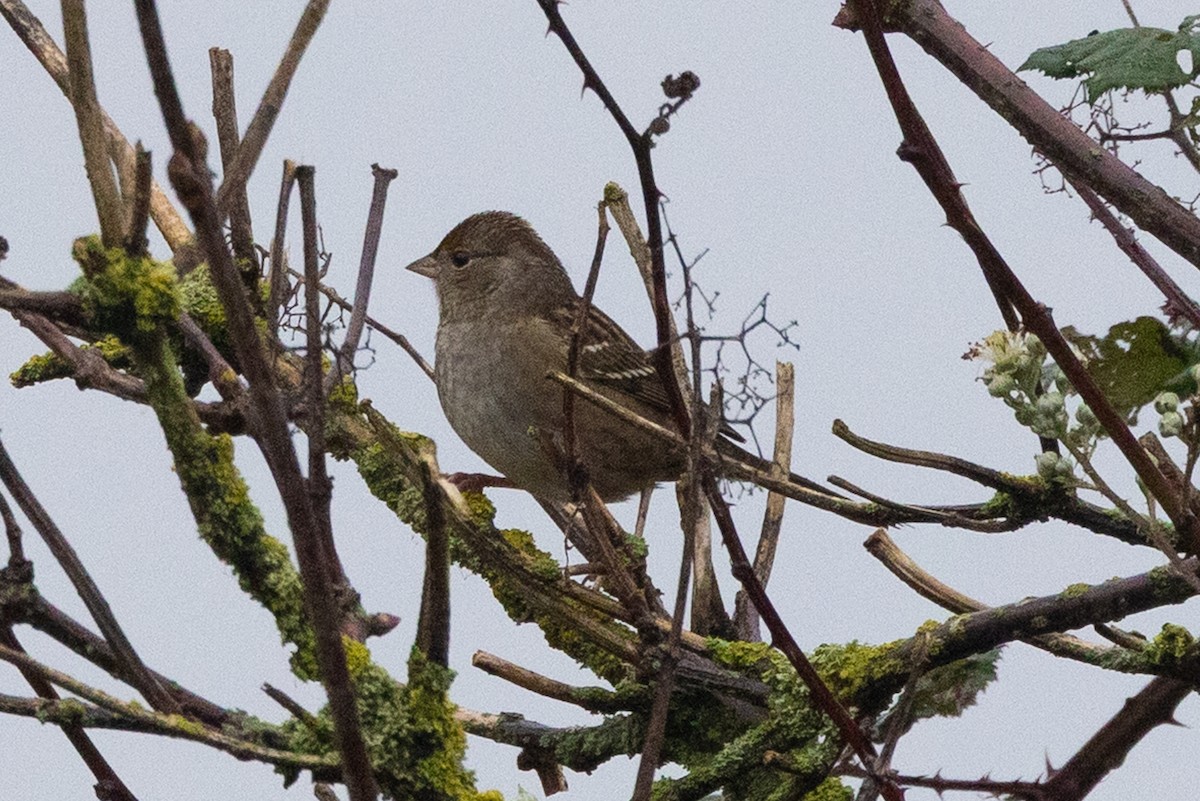 Golden-crowned Sparrow - ML645367813