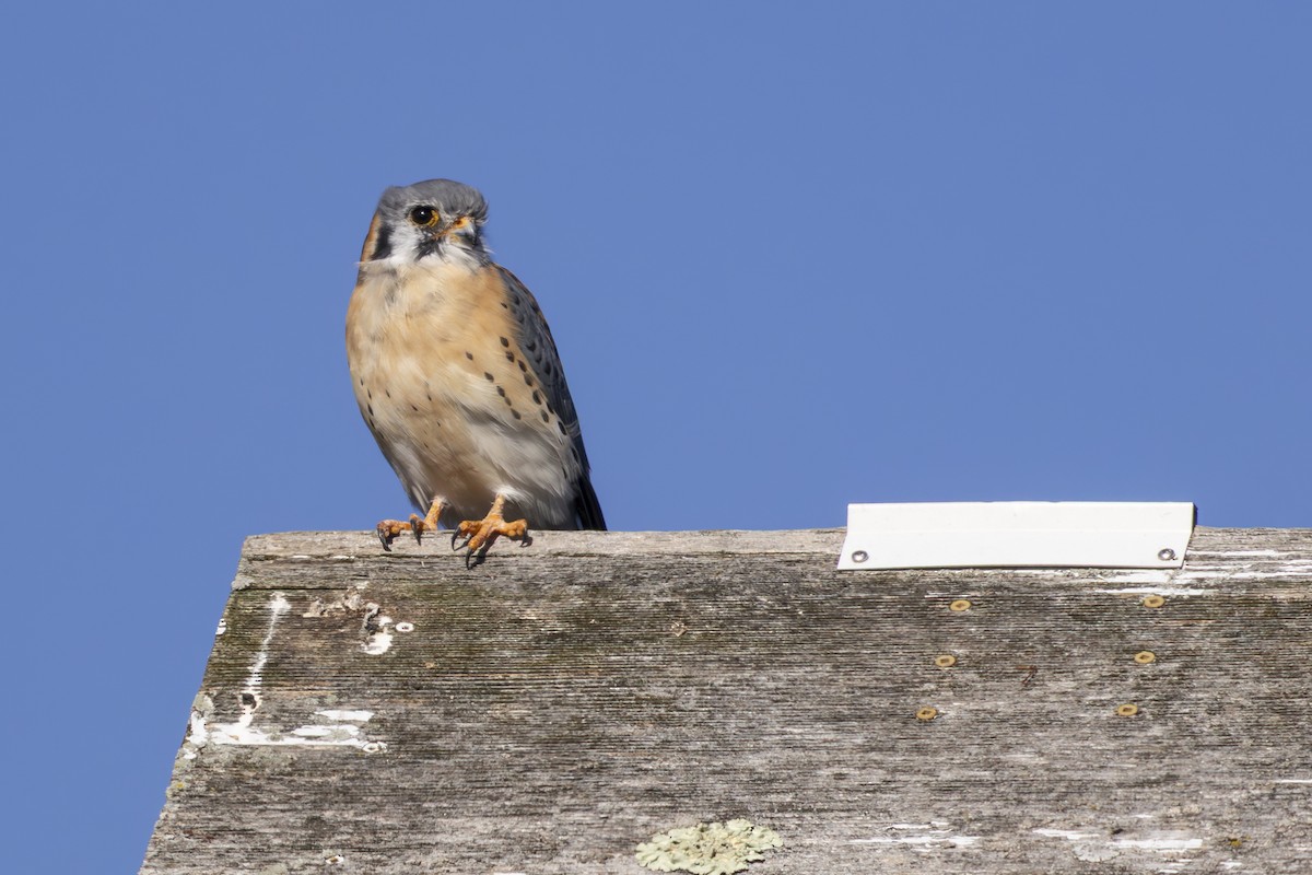 American Kestrel - ML645367816