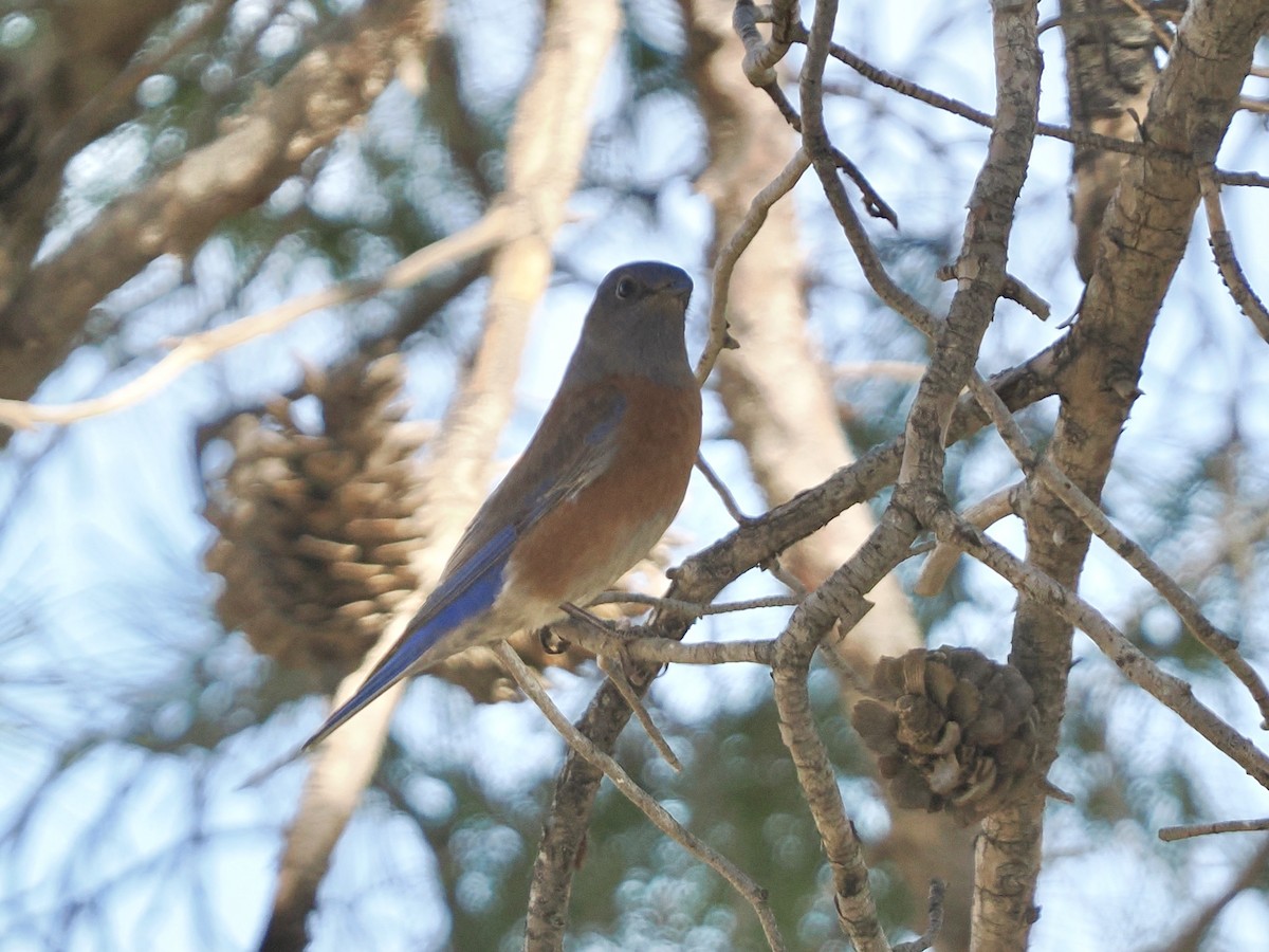 Western Bluebird - ML645367817
