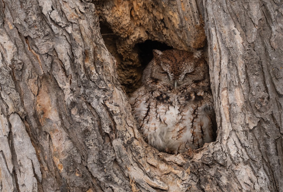 Eastern Screech-Owl - ML645367829