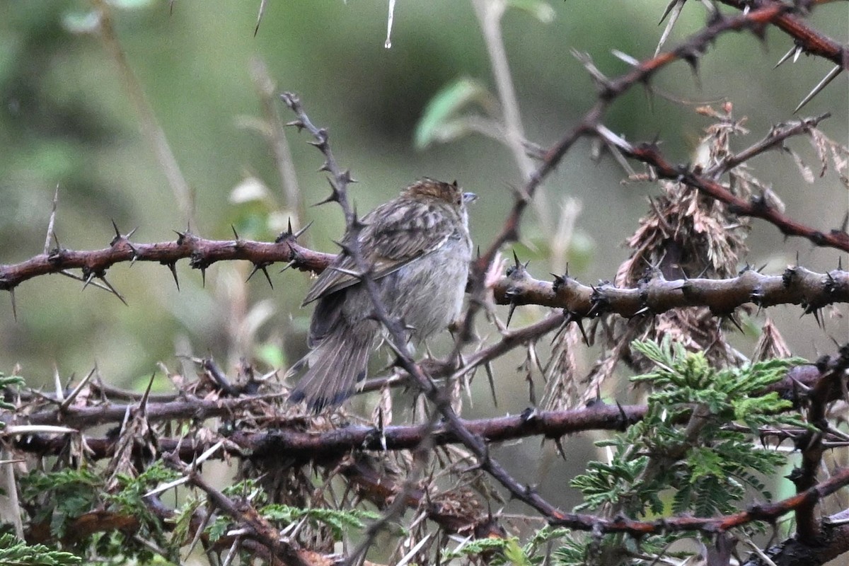 Rattling Cisticola - ML645367842