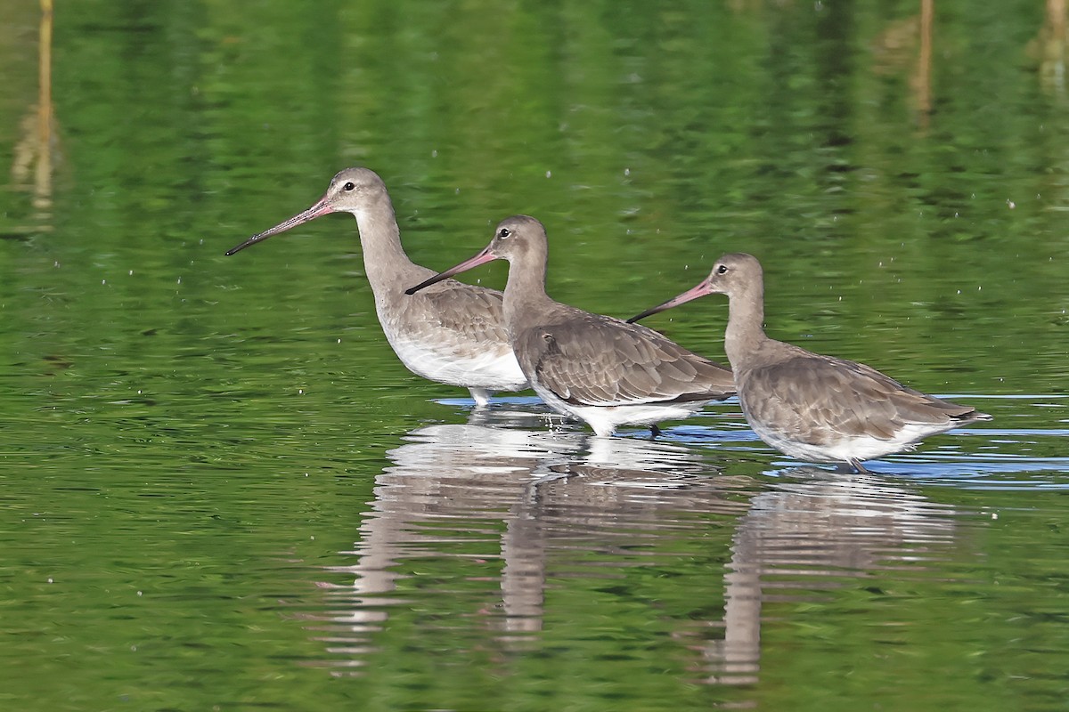 Black-tailed Godwit - ML645367845