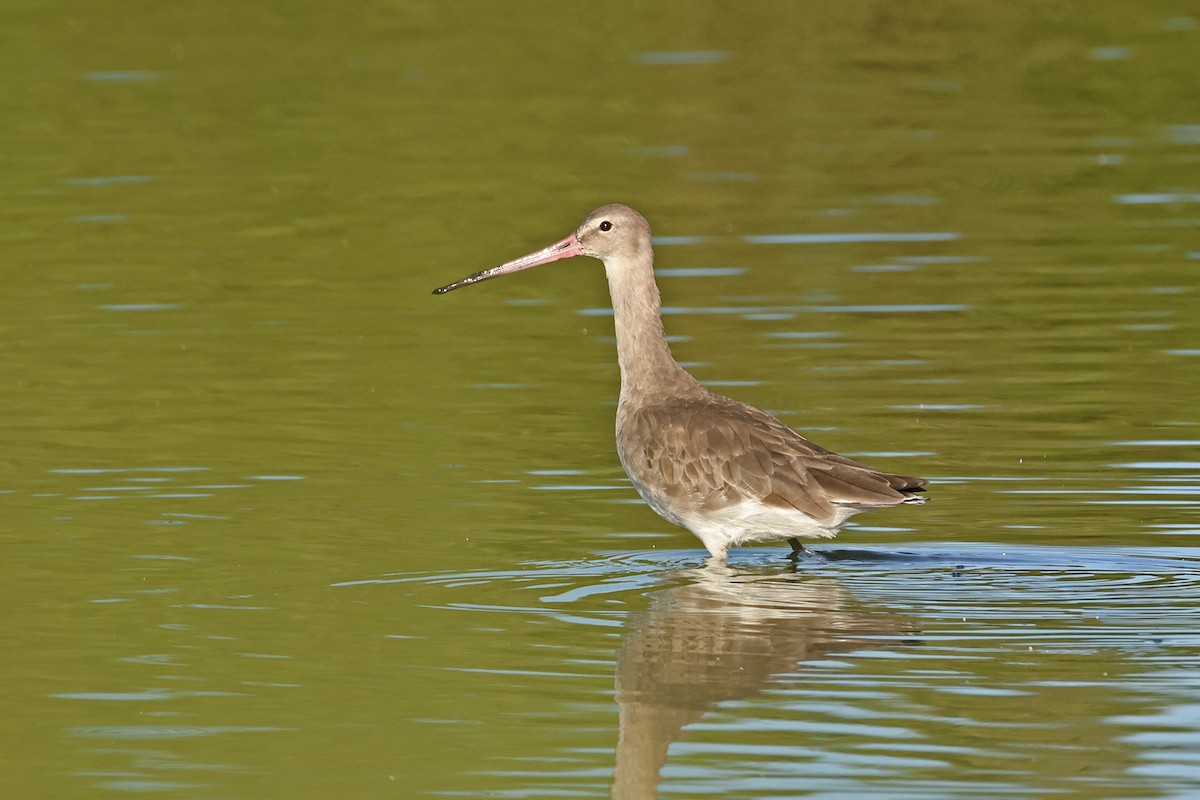 Black-tailed Godwit - ML645367846